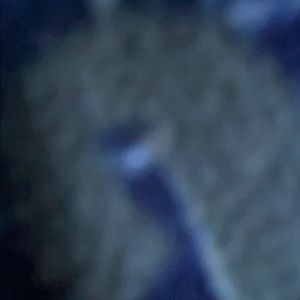 Meet your Posher, Cora